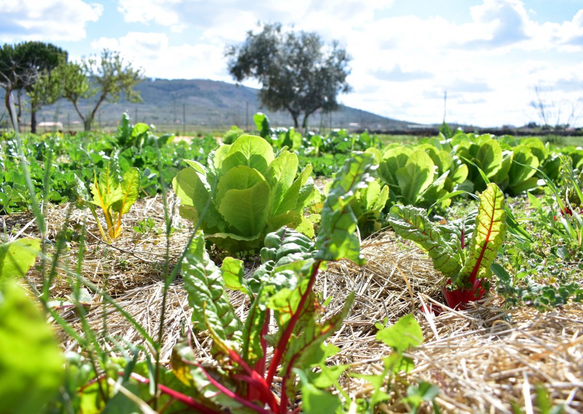 LECHUGA-ACELGA-CEBOLLAS